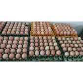 Chicken Eggs