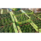 Kenyan Hass Avocados