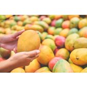 Alphonso Mangoes