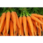 Nantes carrots