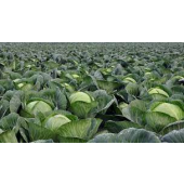 Garden Fresh Cabbage