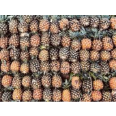 TropiGold Pineapples