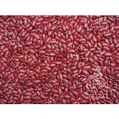 Canadian Wonder Bean Variety
