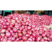 Fresh Farm-to-Table Onions