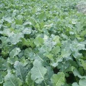 Kale Freshness