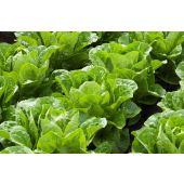 Leafy Green Lettuces 