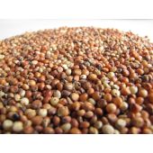 Golden Grains of Sorghum