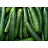 Fresh  Green Cucumbers