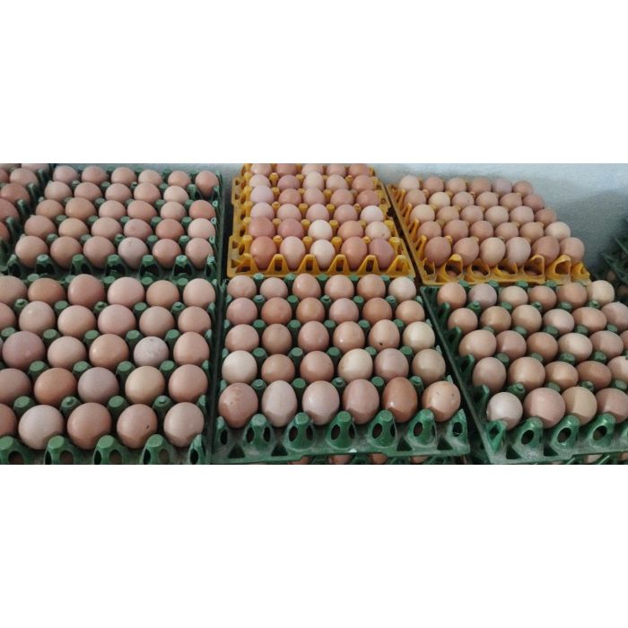 Chicken Eggs