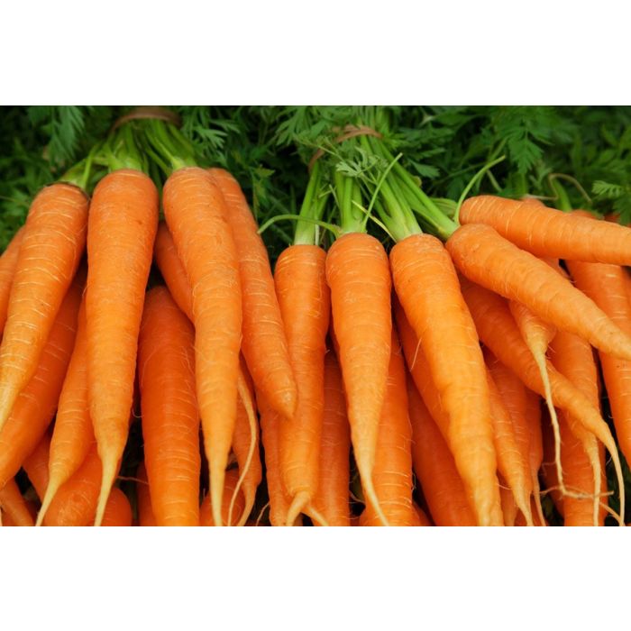 Nantes carrots