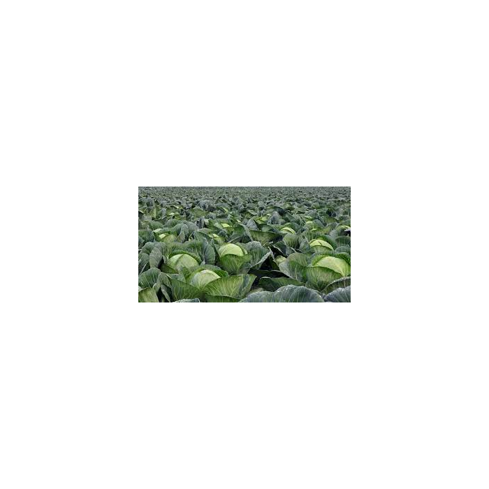 Garden Fresh Cabbage