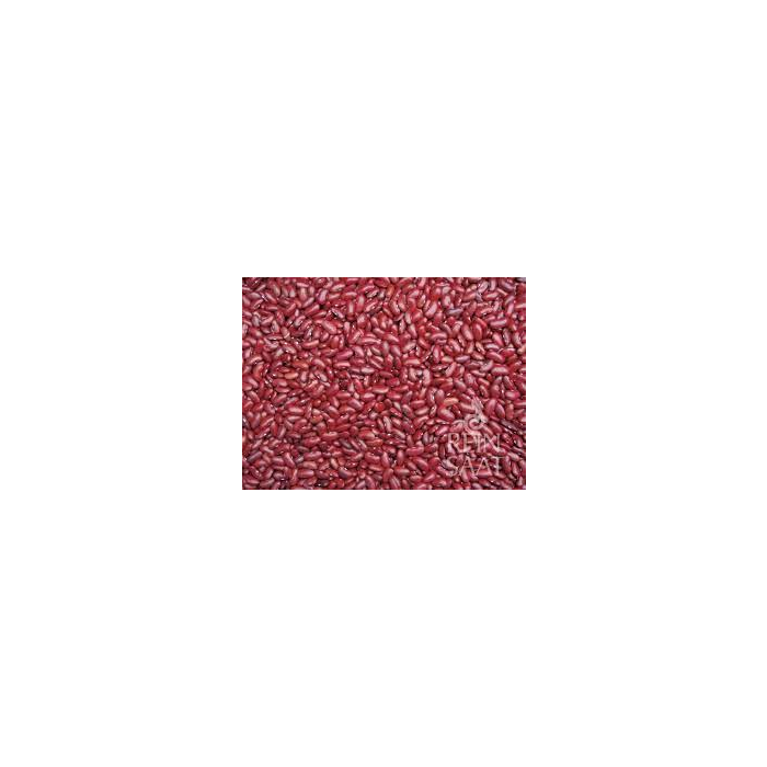 Canadian Wonder Bean Variety