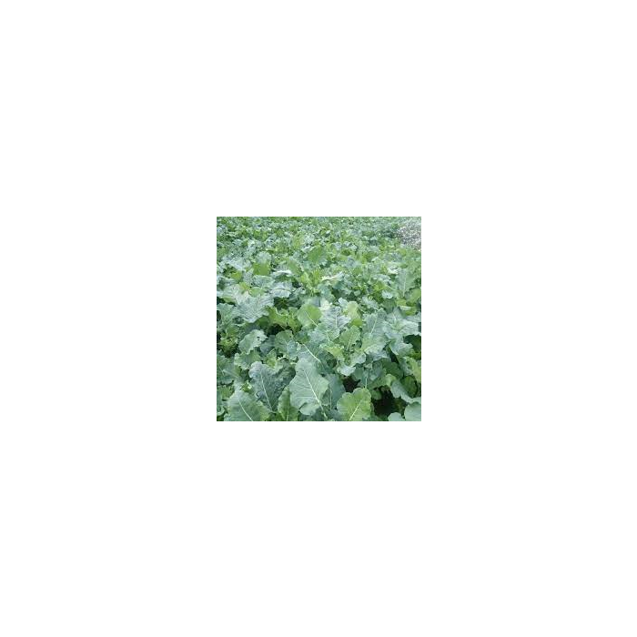 Kale Freshness
