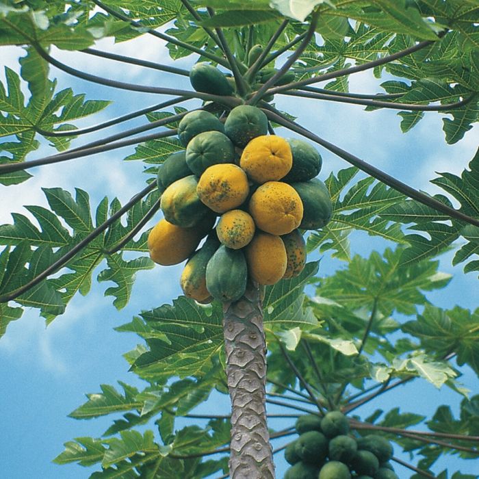 Papayas Perfection