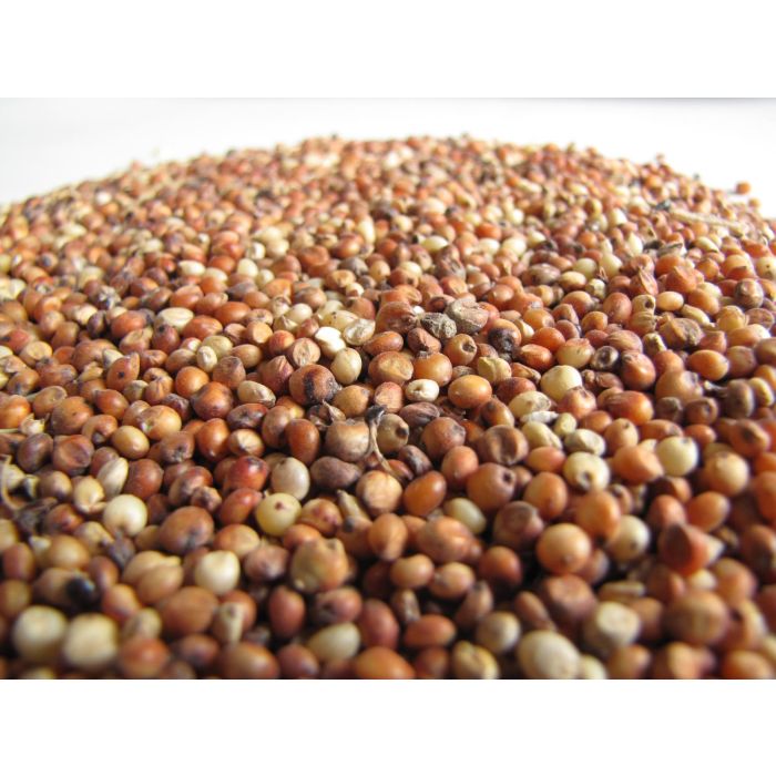 Golden Grains of Sorghum